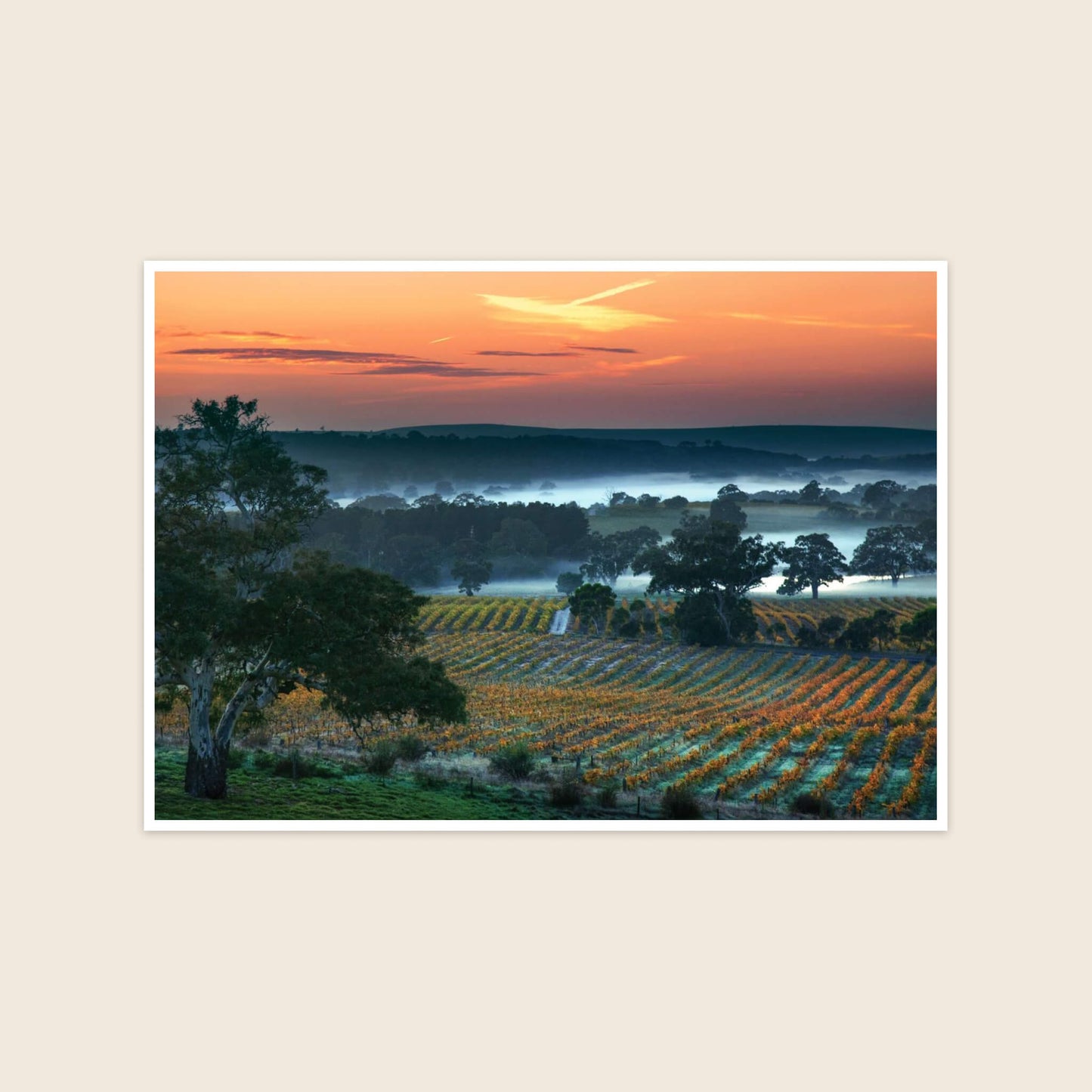 Burkes Hill Vineyard - Fine Art Panorama